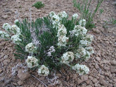 Oreocarya cana, photographed by Colin Croft