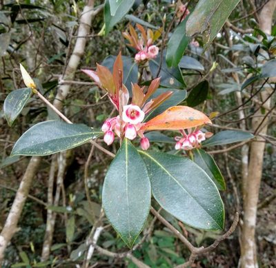 Enkianthus quinqueflorus, photographed by portioid