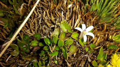 Lobelia glaberrima, photographed by naturewatchwidow