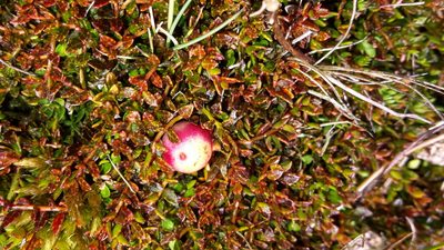 Gaultheria parvula, photographed by naturewatchwidow