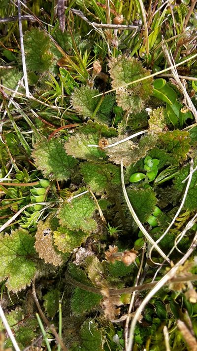Geum leiospermum, photographed by naturewatchwidow
