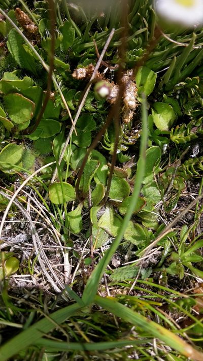 Lagenophora cuneata, photographed by naturewatchwidow