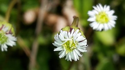 Lagenophora cuneata, photographed by naturewatchwidow