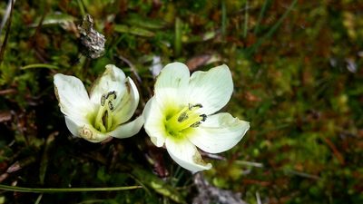 Gentianella amabilis, photographed by naturewatchwidow