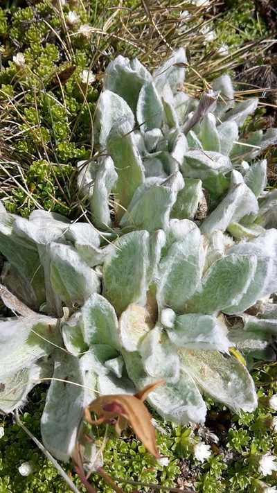 Craspedia lanata, photographed by naturewatchwidow