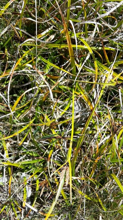 Carex wakatipu, photographed by naturewatchwidow