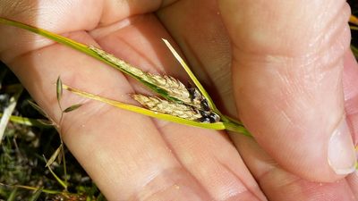 Carex wakatipu, photographed by naturewatchwidow