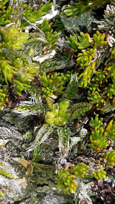 Anisotome imbricata, photographed by naturewatchwidow