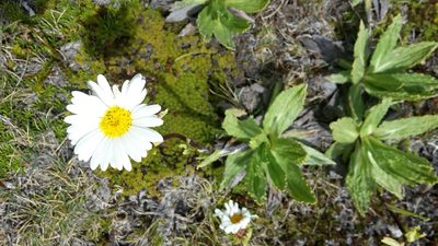 Celmisia prorepens, photographed by naturewatchwidow