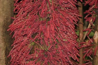 Baccaurea courtallensis, photographed by Firos AK