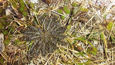 Pachycladon novae-zelandiae, photographed by naturewatchwidow