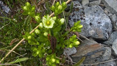Gentianella divisa, photographed by Heidi Meudt