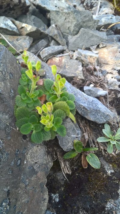 Ourisia simpsonii, photographed by Heidi Meudt