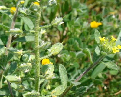Alyssum hirsutum, photographed by Юрий Данилевский (Yuriy Danilevsky)