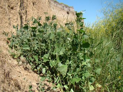 Atriplex micrantha, photographed by Юрий Данилевский (Yuriy Danilevsky)