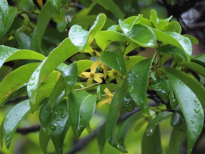 Huberantha nitidissima, photographed by coenobita