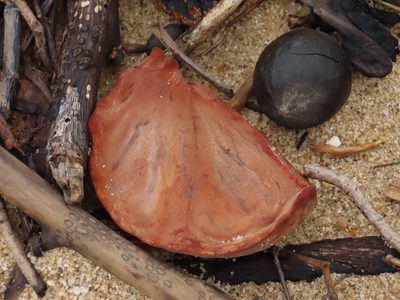Xylocarpus granatum, photographed by coenobita
