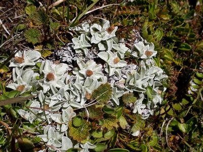 Argyrotegium mackayi, photographed by Leon Perrie
