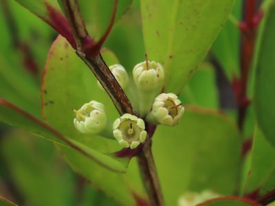Osbornia octodonta, photographed by coenobita
