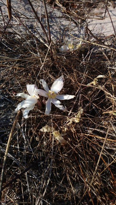 Gethyllis ciliaris, photographed by Henry de Lange
