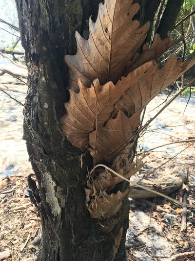 Drynaria quercifolia, photographed by Matt Berger