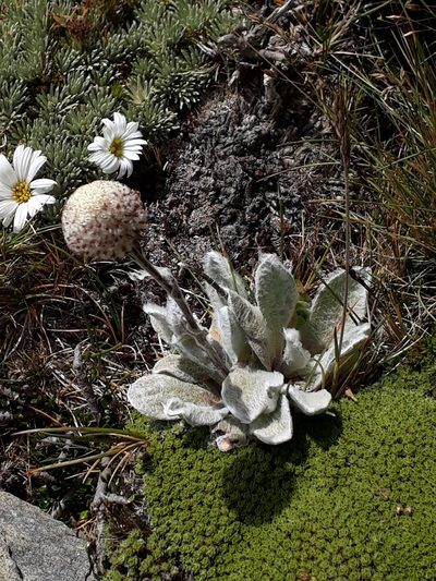 Craspedia lanata, photographed by Leon Perrie