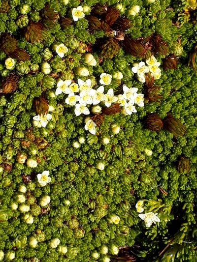 Kelleria childii, photographed by Leon Perrie