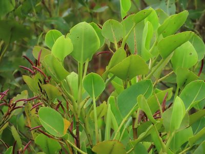 Aegialitis annulata, photographed by coenobita