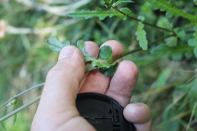 Senecio wairauensis, photographed by Joe Potter Butler