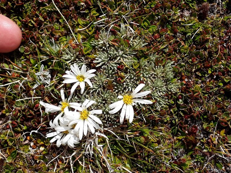 Celmisia argentea, photographed by Leon Perrie