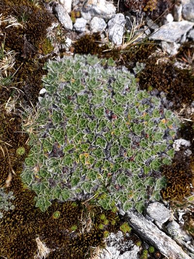 Myosotis pulvinaris, photographed by Leon Perrie