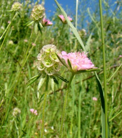 Lomelosia micrantha, photographed by Юрий Данилевский (Yuriy Danilevsky)