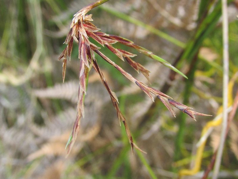 Ficinia distans, photographed by douglaseustonbrown