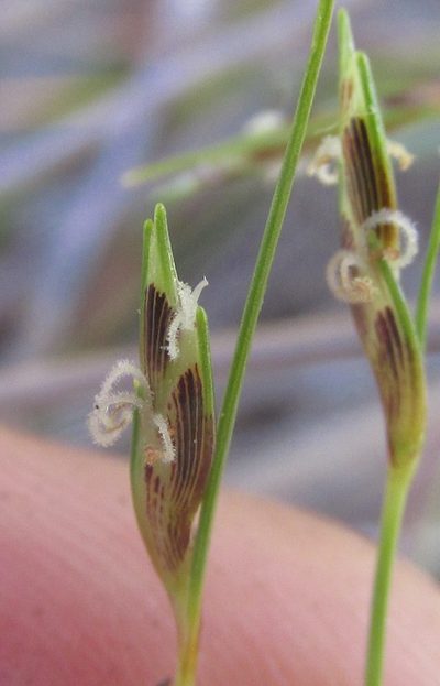 Ficinia capillifolia, photographed by douglaseustonbrown