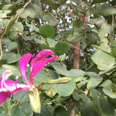Bauhinia purpurea, photographed by Scott Edmunds