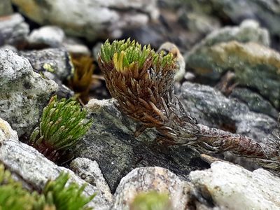 Leptinella goyenii, photographed by Leon Perrie