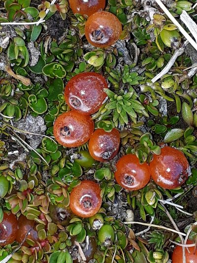 Coprosma niphophila, photographed by Leon Perrie