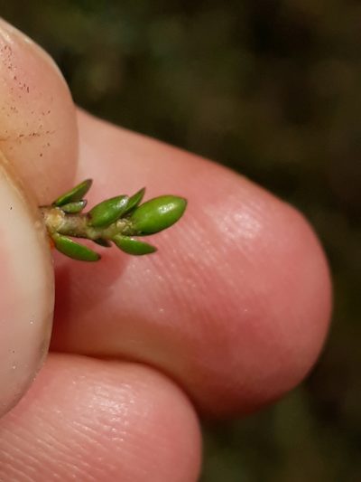Coprosma niphophila, photographed by Leon Perrie