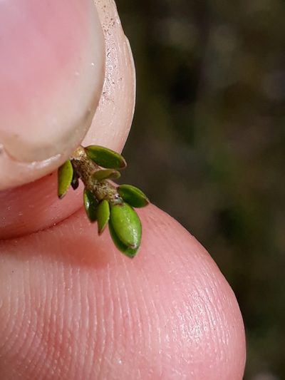 Coprosma niphophila, photographed by Leon Perrie