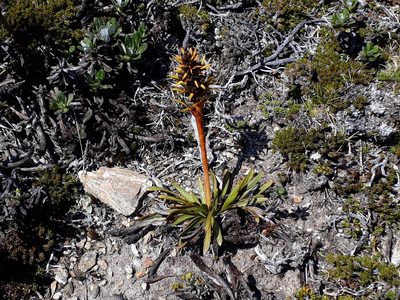 Aciphylla hectori, photographed by Leon Perrie
