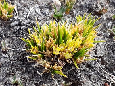 Colobanthus strictus, photographed by Leon Perrie