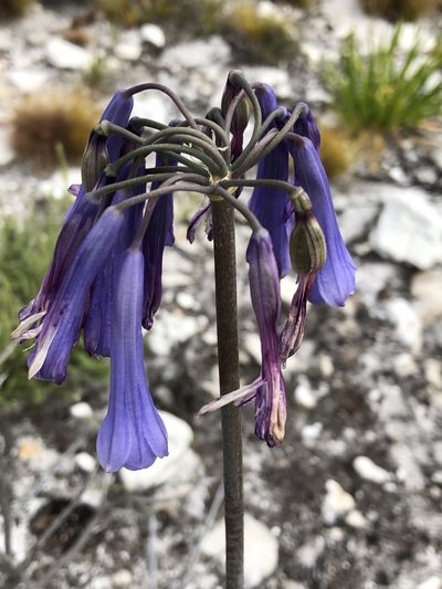 Agapanthus walshii, photographed by Dave U