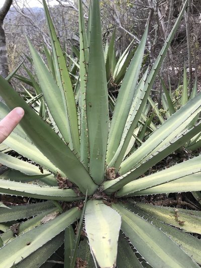 Agave convallis, photographed by Noel