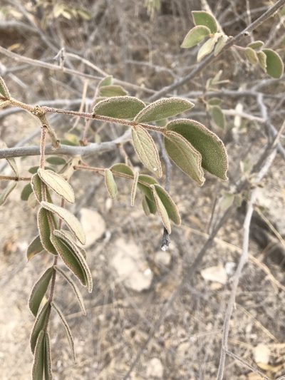 Senna villosa, photographed by Noel