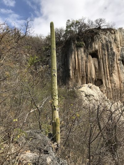 Cephalocereus nudus, photographed by Noel