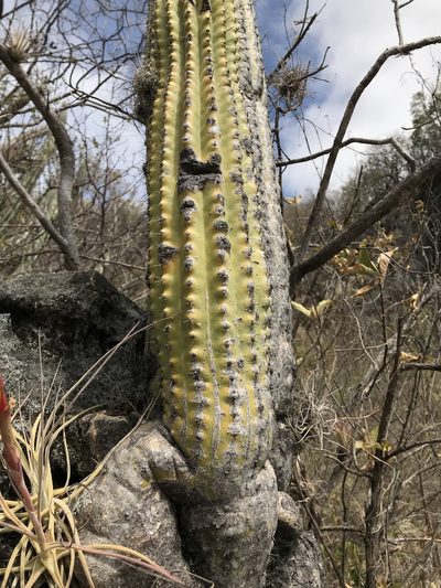 Cephalocereus nudus, photographed by Noel