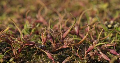 Coleanthus subtilis, photographed by Nina Filippova