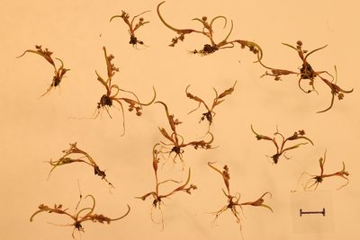 Coleanthus subtilis, photographed by Nina Filippova