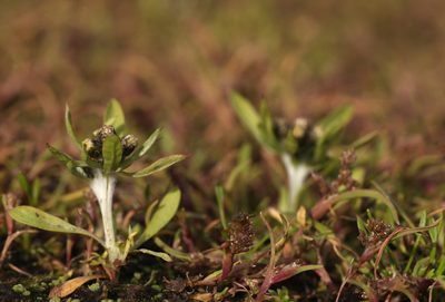 Coleanthus subtilis, photographed by Nina Filippova