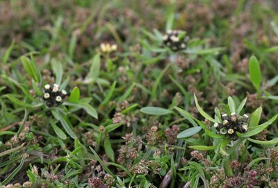 Coleanthus subtilis, photographed by Nina Filippova